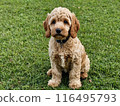 可卡犬坐 116495793