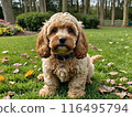 坐可卡犬 116495794