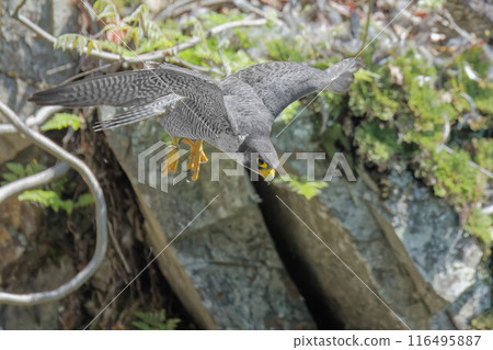 Peregrine Falcon leaping towards its prey 116495887