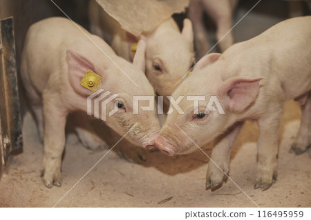 Small newborn piglets on a farm in Denmark. Small newborn piglets on a farm in Denmark. 116495959