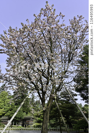 鹽灶櫻花盛開的兼六園的春天 鹽灶櫻花盛開的兼六園的春天 116495993