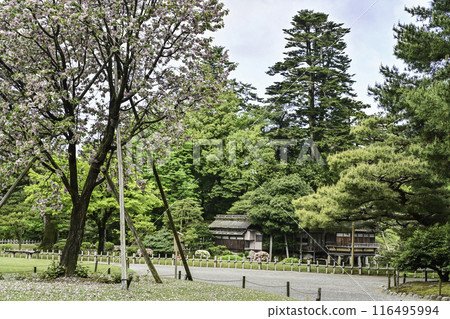 Spring in Kenrokuen with Shiogama cherry blossoms in bloom 116495994