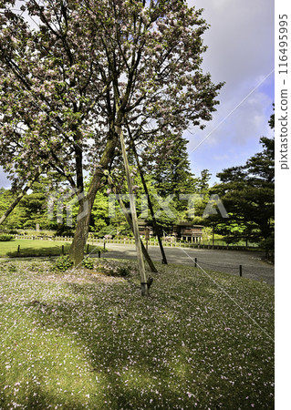 Spring in Kenrokuen with Shiogama cherry blossoms in bloom 116495995