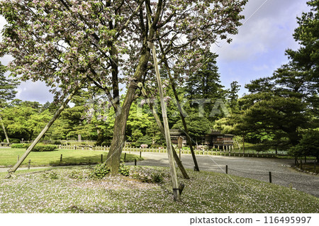 Spring in Kenrokuen with Shiogama cherry blossoms in bloom 116495997