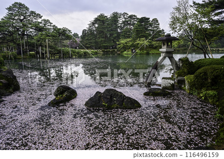 Kenrokuen with cherry blossom petals flowing on the water 116496159