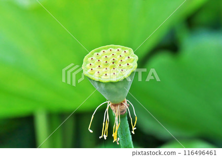 Green hassle tentacles (summer, July) 116496461