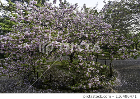Spring in Kenrokuen with Yang Guifei in bloom 116496471