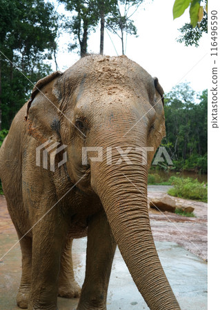 Close-up of the face of an elephant taking a mud bath Close-up of the face of an elephant taking a mud bath 116496590