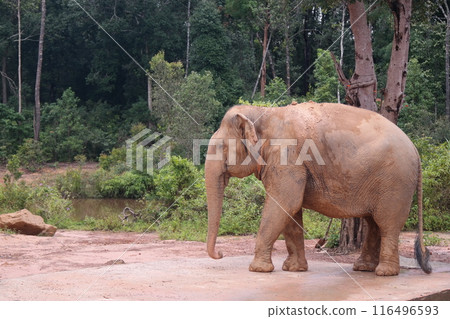 An old elephant living in a zoo An old elephant living in a zoo 116496593