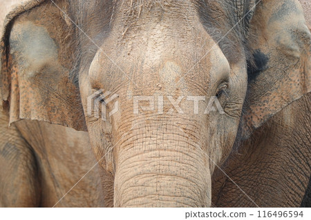 Close-up of the face of an elephant taking a mud bath Close-up of the face of an elephant taking a mud bath 116496594