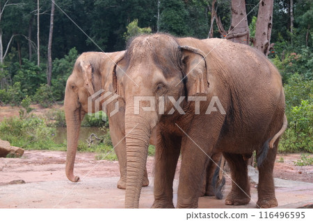 Two old elephants at the zoo Two old elephants at the zoo 116496595
