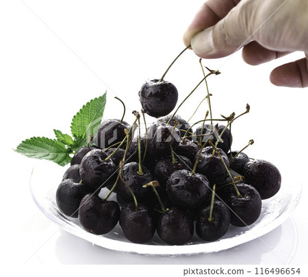 American Cherry (White Background) 116496654