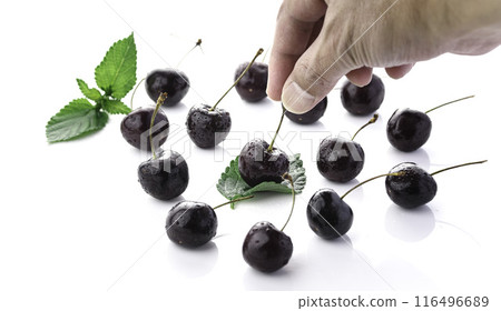 American Cherry (White Background) 116496689