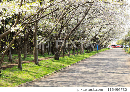 Sakura trees in full bloom Sakura trees in full bloom 116496780