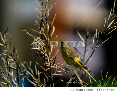 Kawarahiwa堅持分支 Kawarahiwa堅持分支 116496836