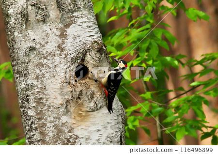 Great Spotted Woodpecker Male Raising a Child 116496899