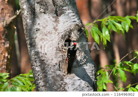 Great Spotted Woodpecker Male Raising a Child Great Spotted Woodpecker Male Raising a Child 116496902