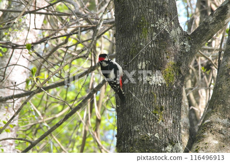 Great Spotted Woodpecker Male Raising a Child 116496913