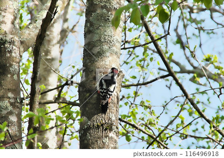 Great Spotted Woodpecker Male Raising a Child Great Spotted Woodpecker Male Raising a Child 116496918