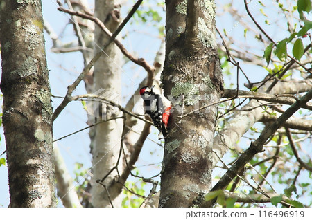 Great Spotted Woodpecker Male Raising a Child 116496919
