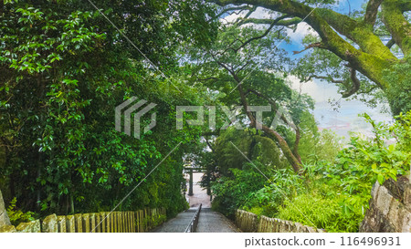 神社的石階 神社的石階 116496931