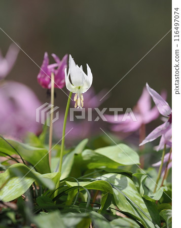 白色katakuri花 116497074