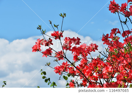 山澤杜鵑花 山澤杜鵑花 116497085