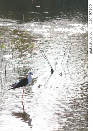 Black-winged Stilt Standing on One Leg Black-winged Stilt Standing on One Leg 116497169