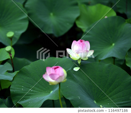 Landscape with lotus flowers 116497186