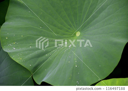 Water droplets accumulated in lotus leaves 116497188