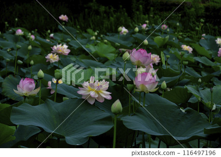Blooming lotus Blooming lotus 116497196