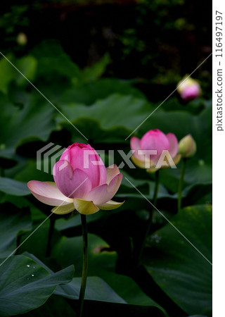lotus flower, pure flower lotus flower, pure flower 116497197