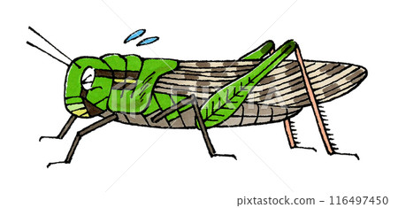 麻煩不斷的殿君蚱蜢 116497450