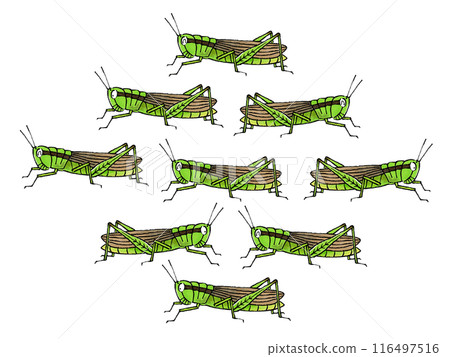 Locust Swarm Locust Swarm 116497516