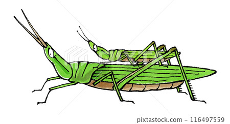 A male grasshopper riding on a female A male grasshopper riding on a female 116497559