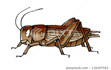 蟋蟀 蟋蟀 116497563