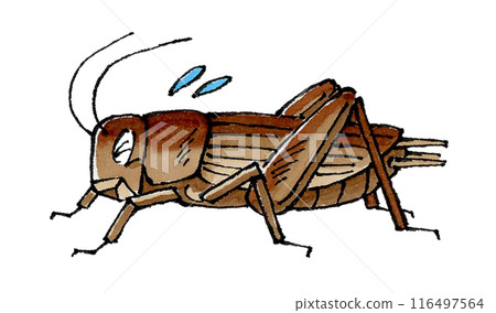 Troubled Cricket 116497564