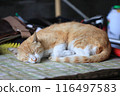 Have a good rest, local cats ^ ^ 116497583