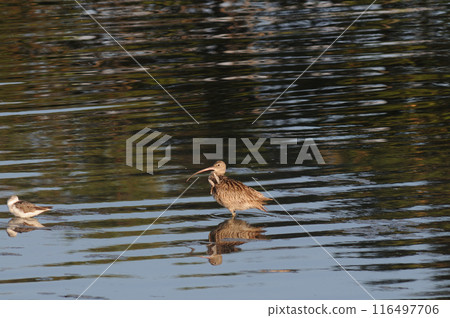 Curlew with two feathers erect Curlew with two feathers erect 116497706