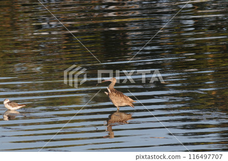 Curlew standing on the water Curlew standing on the water 116497707