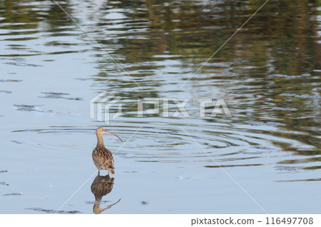 Curlew above the water Curlew above the water 116497708