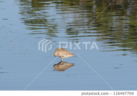 Curlew preening its wings Curlew preening its wings 116497709