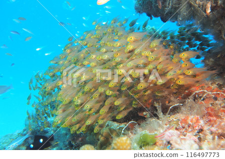 Underwater photo of golden-spotted fish swarming on a coral reef 116497773