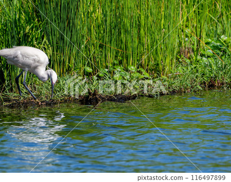 Little egret on the waterfront - copy space 116497899