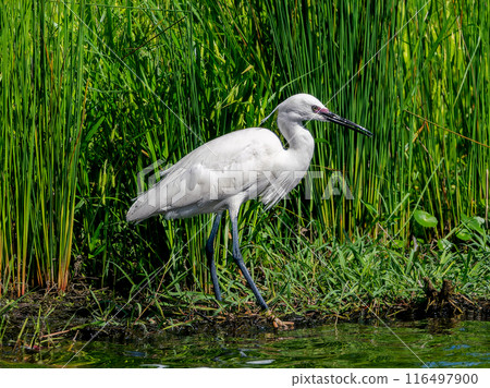 Little Little Egret 116497900