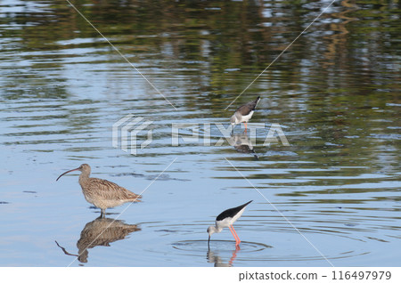 Curlew and two Black-winged Sandpipers Curlew and two Black-winged Sandpipers 116497979