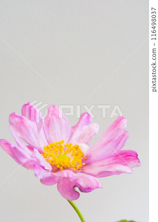 Cute pink flowers on white background Cute pink flowers on white background 116498037