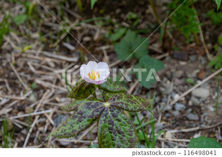 喜馬拉雅薄荷盛開 116498041