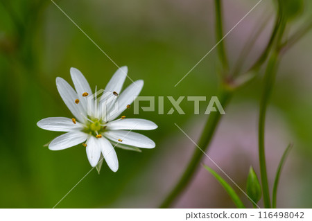 繁縷，一種可愛的白色花朵，在初夏綻放 116498042