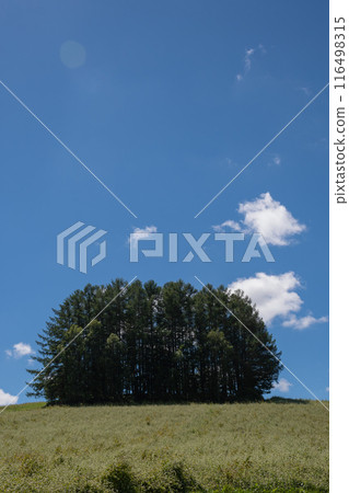 Green pine forest and blue sky on the hill 116498315